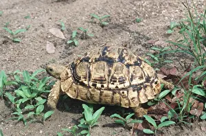 Tortoise: LEOPARD TORTOISE