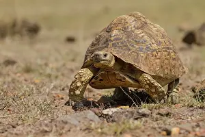 Tortoise: Leopard tortoise