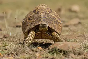 Tortoise: Leopard tortoise