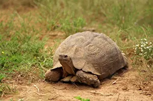 John K Henwood M.r.c.v.s: Leopard Tortoise - Cold-blooded reptile