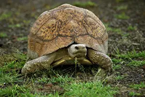 Geochelone: Leopard Tortoise (geochelone pardalis), Adult standing