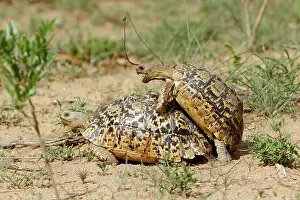 Geochelone: Leopard tortoise (Geochelone pardalis) mating, Kruger