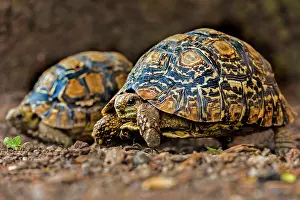Stigmochelys: Leopard Tortoise Masai Mara National Reserve, Kenya