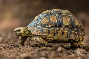 Stigmochelys: Leopard Tortoise Masai Mara National Reserve, Kenya