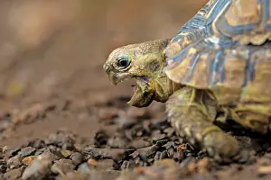 Shock: Leopard Tortoise Masai Mara National Reserve, Kenya