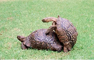Tortoises: LEOPARD TORTOISE - MATING
