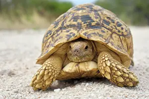Stigmochelys: Leopard tortoise (Stigmochelys pardalis), Damaraland