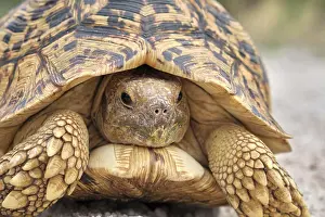 Stigmochelys: Leopard tortoise (Stigmochelys pardalis), Damaraland