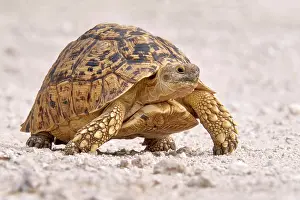 Stigmochelys: Leopard tortoise (Stigmochelys pardalis), Damaraland