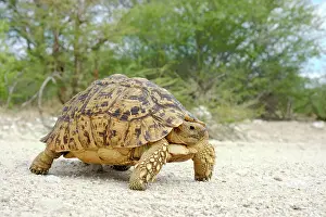 Stigmochelys: Leopard tortoise (Stigmochelys pardalis), Damaraland
