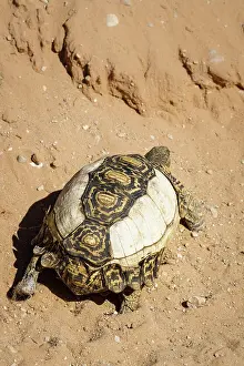 Pardalis: Leopard tortoise (Stigmochelys pardalis) with pi
