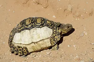 Pardalis: Leopard tortoise (Stigmochelys pardalis) with pi