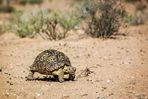 Geochelone: Leopard tortoise (Stigmochelys pardalis) walking