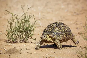 Geochelone: Leopard tortoise (Stigmochelys pardalis) walking