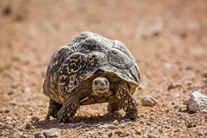 Geochelone: Leopard tortoise (Stigmochelys pardalis) walking