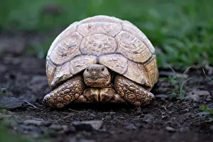 Nosed: Leopard tortoise (Stigmochelys pardalis), Zimanga