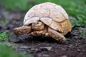 Nosed: Leopard tortoise (Stigmochelys pardalis), Zimanga