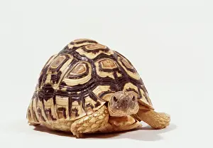 Shells: LEOPARD TORTOISE - IN STUDIO