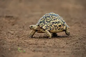 Turtle: Leopard tortoise (Testudo pardalis), adult, walking, f