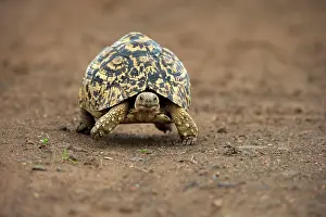 Turtle: Leopard tortoise (Testudo pardalis), adult, walking, f