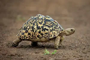 Turtle: Leopard tortoise (Testudo pardalis), adult, walking, f