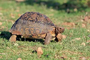 Tortoise: Leopard tortoise (Testudo pardalis), adult, Addo