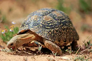 Tortoise: Leopard tortoise (Testudo pardalis), adult, food