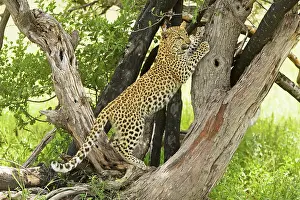 Clawing: Leopard - in tree