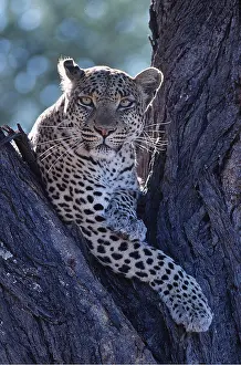 Leopards: LEOPARD - in tree