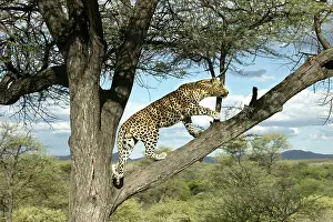 Leopards: Leopard - in tree