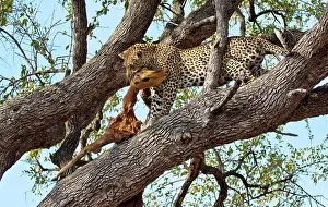 Impalas: Leopard - in tree with dead impala