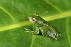 Andasibe: Leopard tree frog (Boophis sibilans), Andasibe