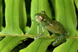 Andasibe: Leopard tree frog (Boophis sibilans), Andasibe