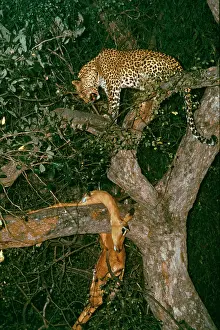 Hyenas: Leopard - in tree with Impala kill - stored high