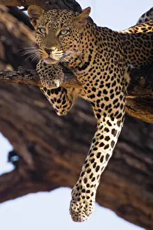 Dangling: Leopard in tree at Samburu NP, Kenya