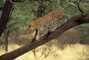 Eric Dragesco: LEOPARD - side view, on branch in tree
