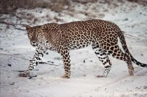 Leopards: LEOPARD - walking