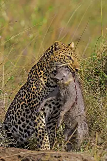 Warthogs: Leopard with Warthog kill