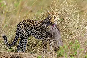 Warthogs: Leopard with Warthog kill