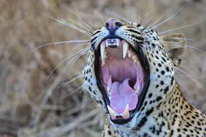 Opened: Leopard, yawning, South Luangwa National Park, Zambia