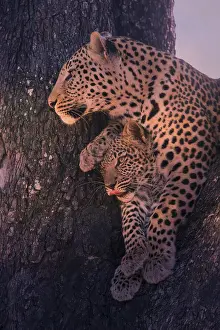 Child: Leopard, with young, 6 months, old, Panthera pardus