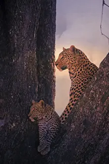 Leopards: Leopard, with young, 6 months, old, Panthera pardus
