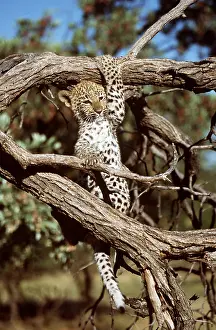 Leopards: LEOPARD - young climbs in tree