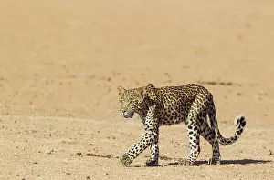 Dryness: Leopard. Young female. Walking. Kalahari Desert