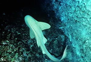 Fasciatum: Leopard / Zebra Shark