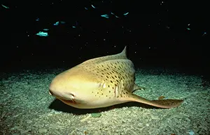 Fasciatum: Leopard / Zebra Shark