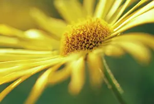 Joyful: Leopard's Bane