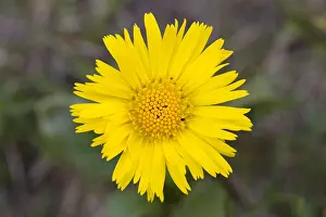 Bane: Leopards-bane - flowering - Hohe Tauern National