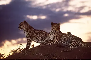 Leopards: LEOPARDS - x two, at night, eyes shining