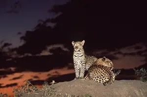 Leopards: LEOPARDS - x two, at night, eyes shining